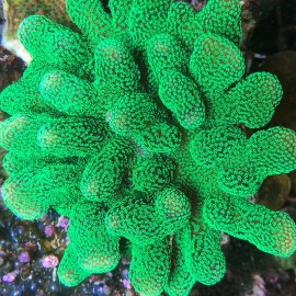 Neon Green Stylophora