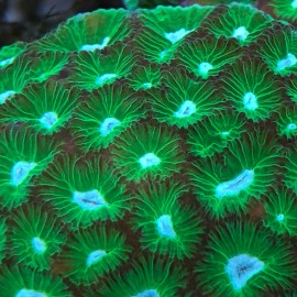 Micromussa - Green with Blue Center