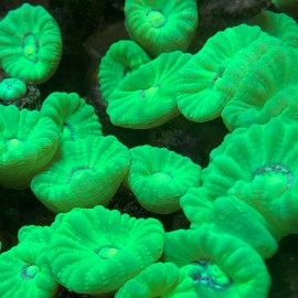 Toxic Green Trumpet Coral