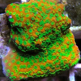 Tyree Sunset Montipora