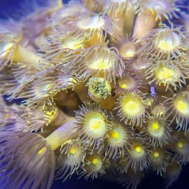 Yellow Polyps