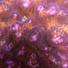 Pink Pocillopora