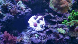 5 Frag Rock by Natural Reef Habitats