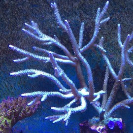 SBC Sea Blue Staghorn