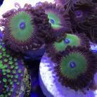Candy Apple Red Zoanthids