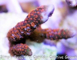 Forest Fire Digitata