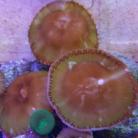 Giant Green Cinnamon Palys