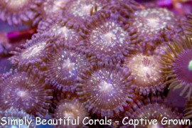 SBC Gold Dust Zoanthids