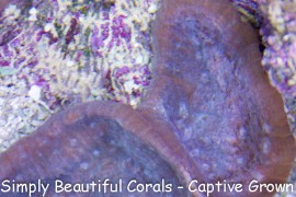 Geofloors Ultra Low Light Chalice