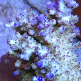 Jason Fox Tsunami Acro