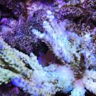 ORA Borealis Acropora