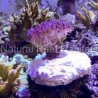 Single Frag Mount by Natural Reef Habitats