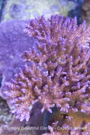 SBC Purple Tabling Acro