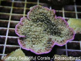 Green with Purple Rim Cap