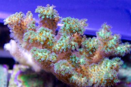 Lemon Lime Pocillopora