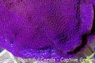 Purple Nurple Montipora