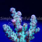 SBC Pink Tip Sarmentosa