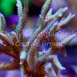 SBC Rainbow Birdsnest