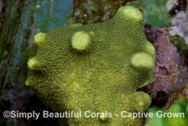 Lime Green Porites