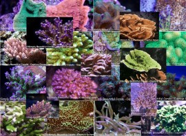Clearance Corals