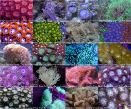Mixed Frag Pack 20 Corals with FREE Shipping