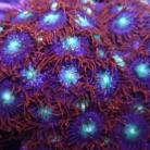 SBC Space Magic Palys