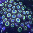 Wolverine Zoas