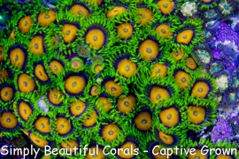 Yellow Brick Road Zoas