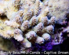 Electric Blue Millepora