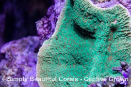 Red Hot Chili Pepper Montipora