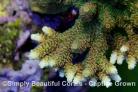 Sunrise Millepora