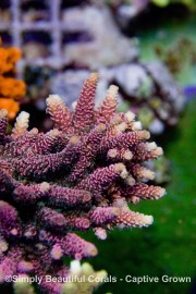 Bubblegum Millepora