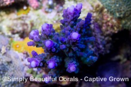 California Tort - Original