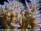 Acropora nana