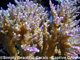 Acropora nana