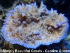 Tyree Acropora Solitaryensis