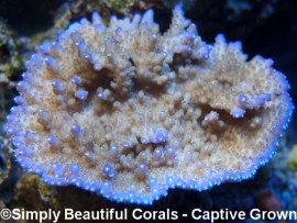 Tyree Acropora Solitaryensis