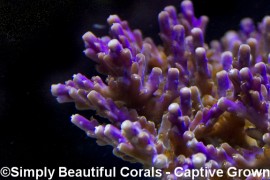 ORA Tri-Color Valida