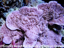 Tyree Idaho Grape Montipora