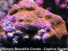 Tyree Superman Montipora