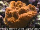 Red Montipora Nodosa