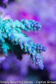 SBC Aquamarine Hairy Beast